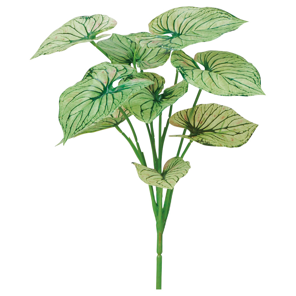 カラジュームピック