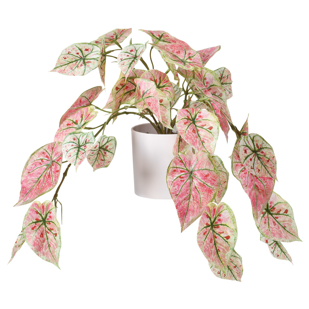 カラジューム（ポット付）