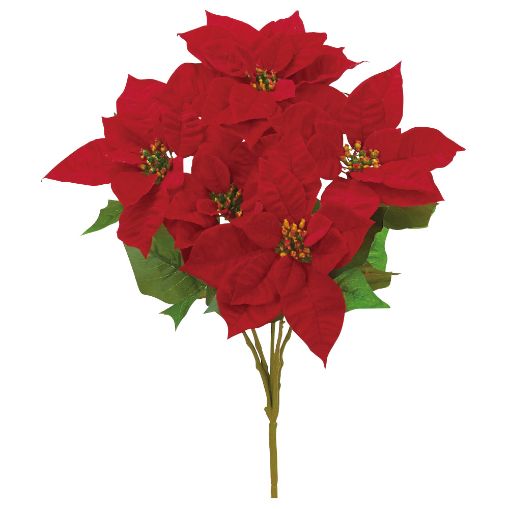 ポインセチアブッシュ 5 商品案内 株式会社アスカ商会