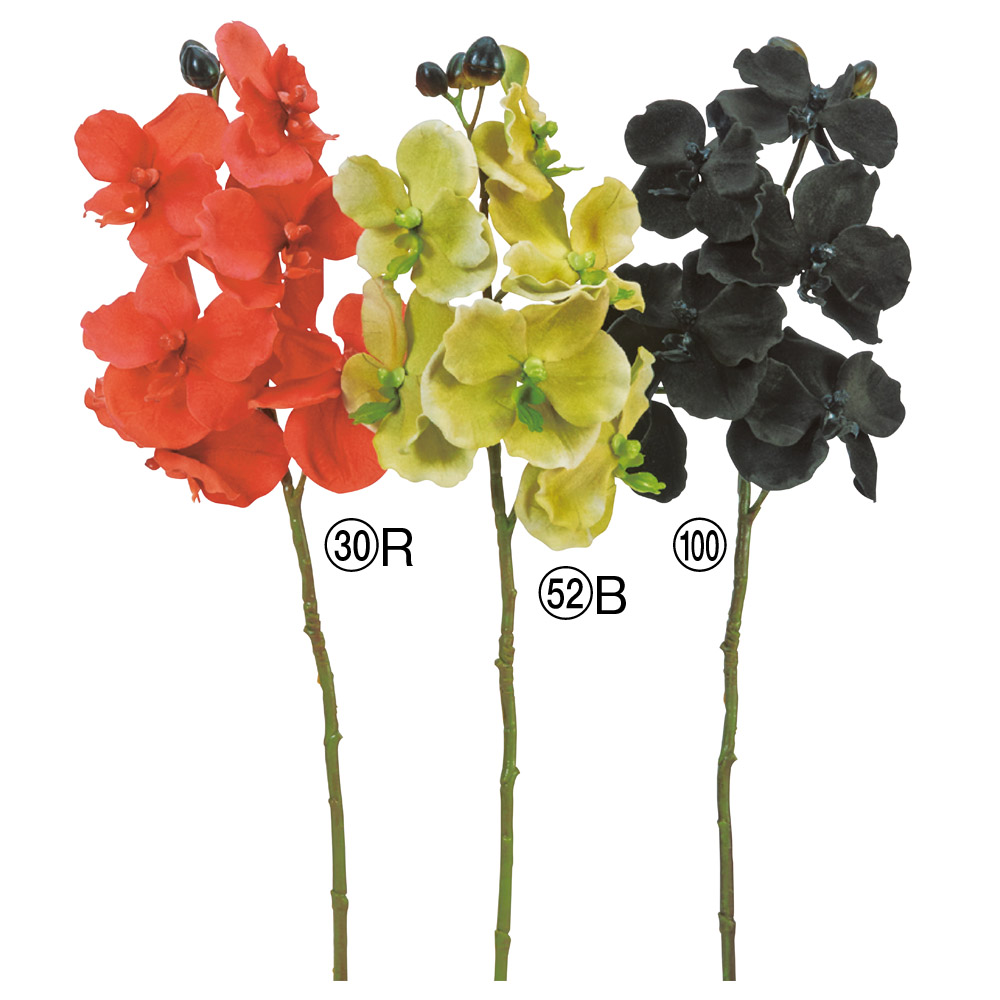 ベルベットバンダオーキッド×6つぼみ×3