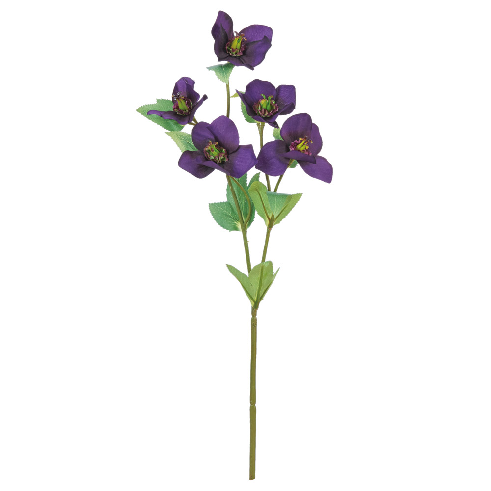 クリスマスローズ×5