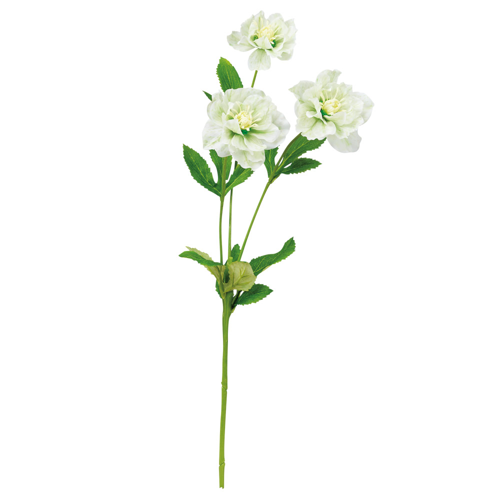 クリスマスローズ×3