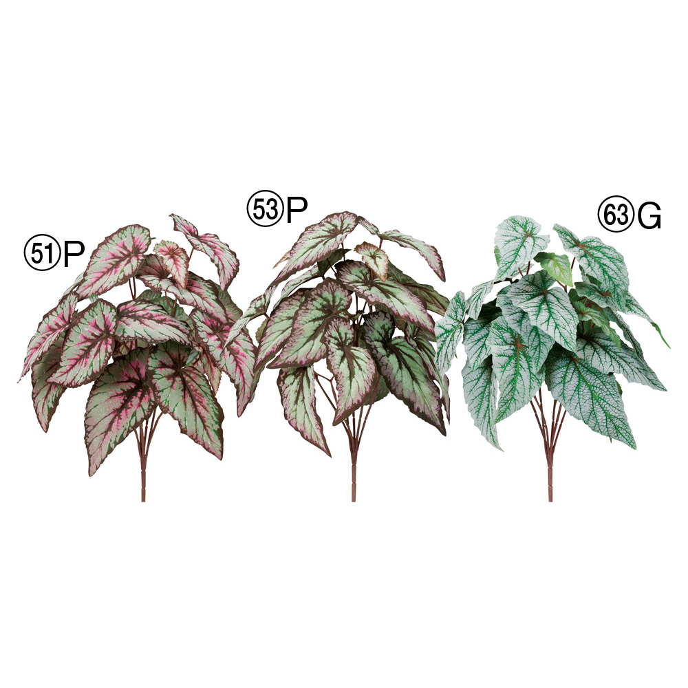 ベゴニアブッシュ