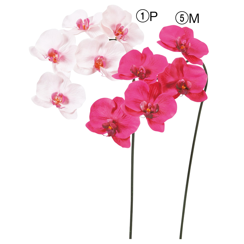 コチョウラン×5