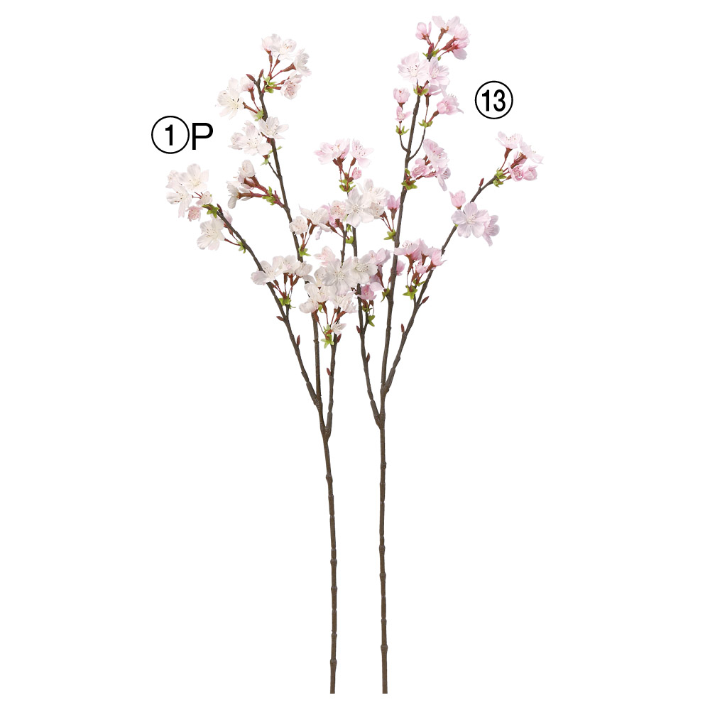 桜×50