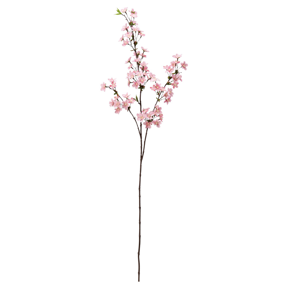 桜×72