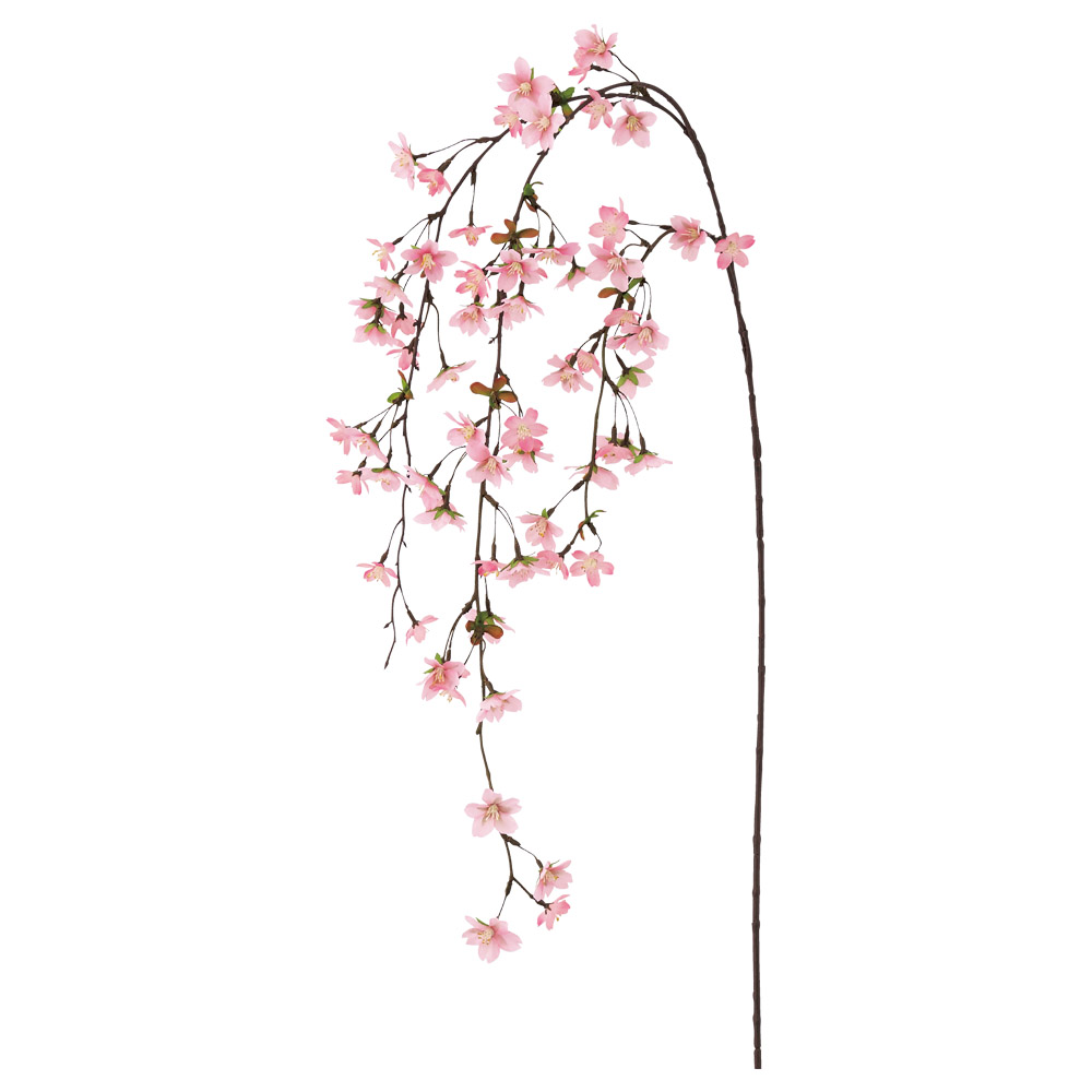 しだれ桜×72