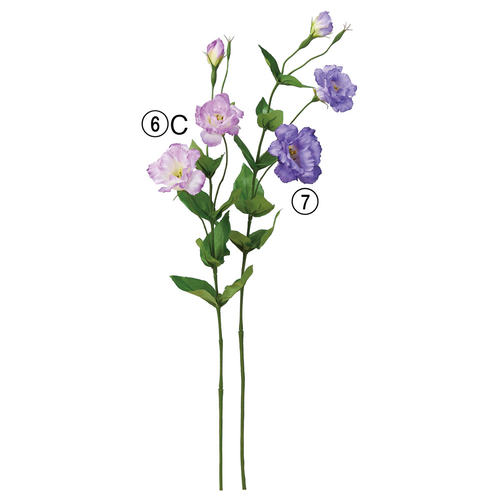 トルコギキョウ×2つぼみ×2