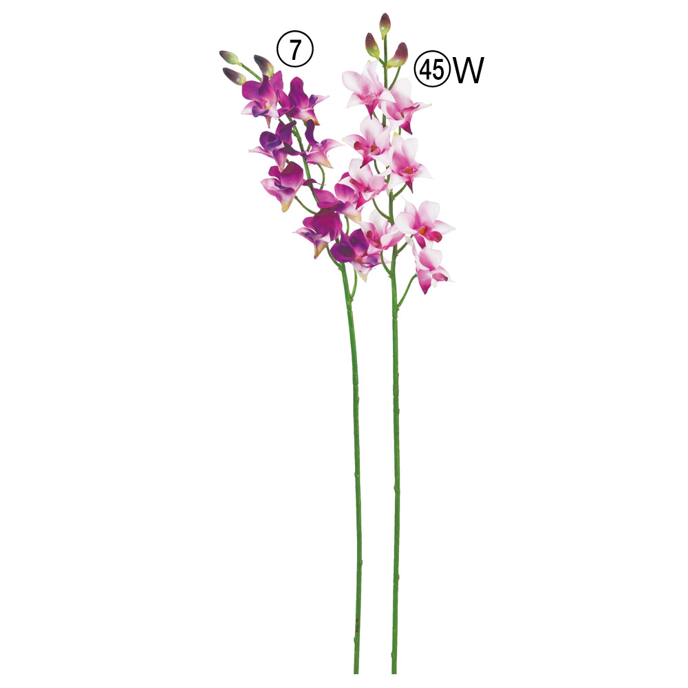 デンファレ×8つぼみ×3