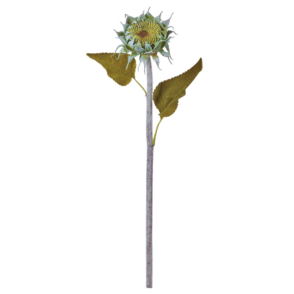 サンフラワーシード