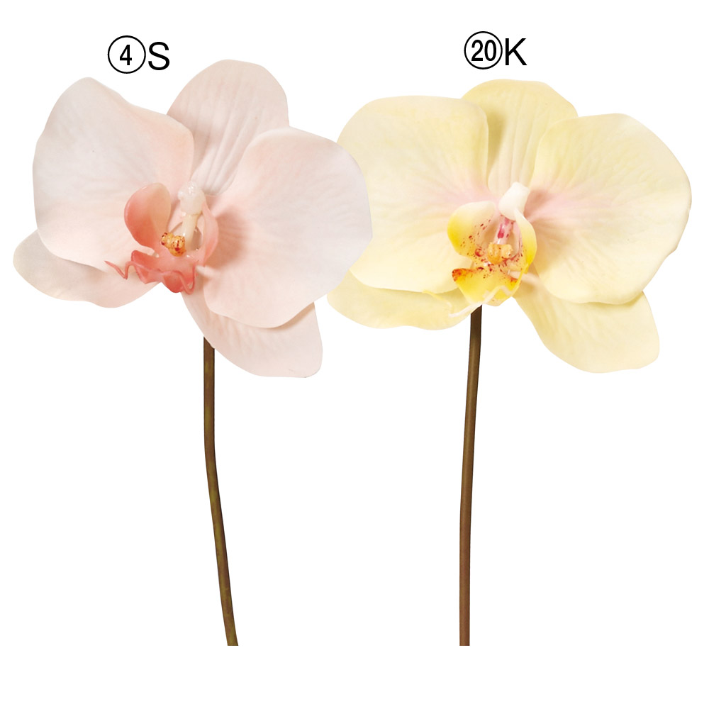 コチョウランピック