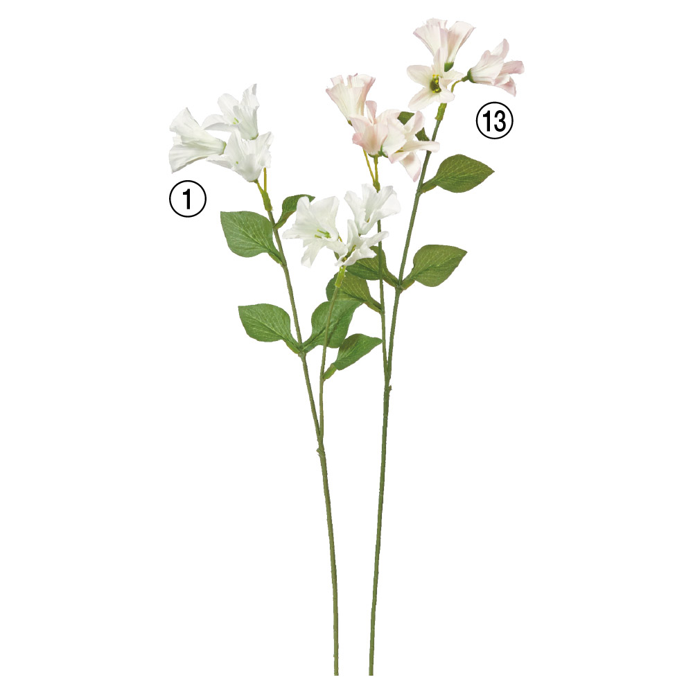 カンパニュラ×6