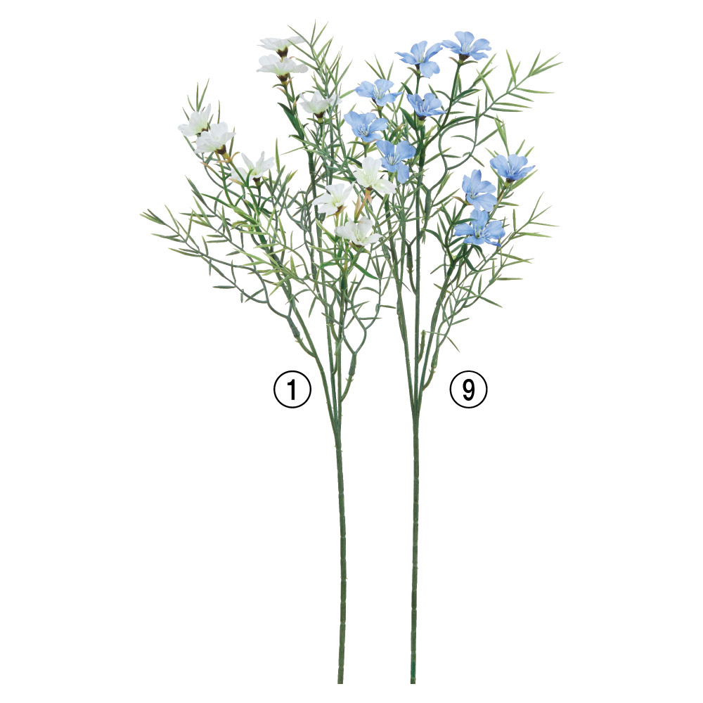 ワイルドフラワー×9