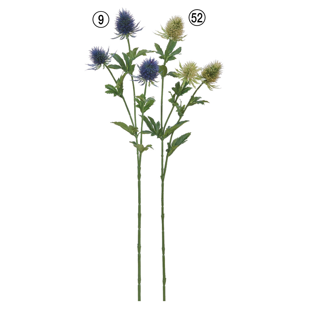 エリンジウム×3