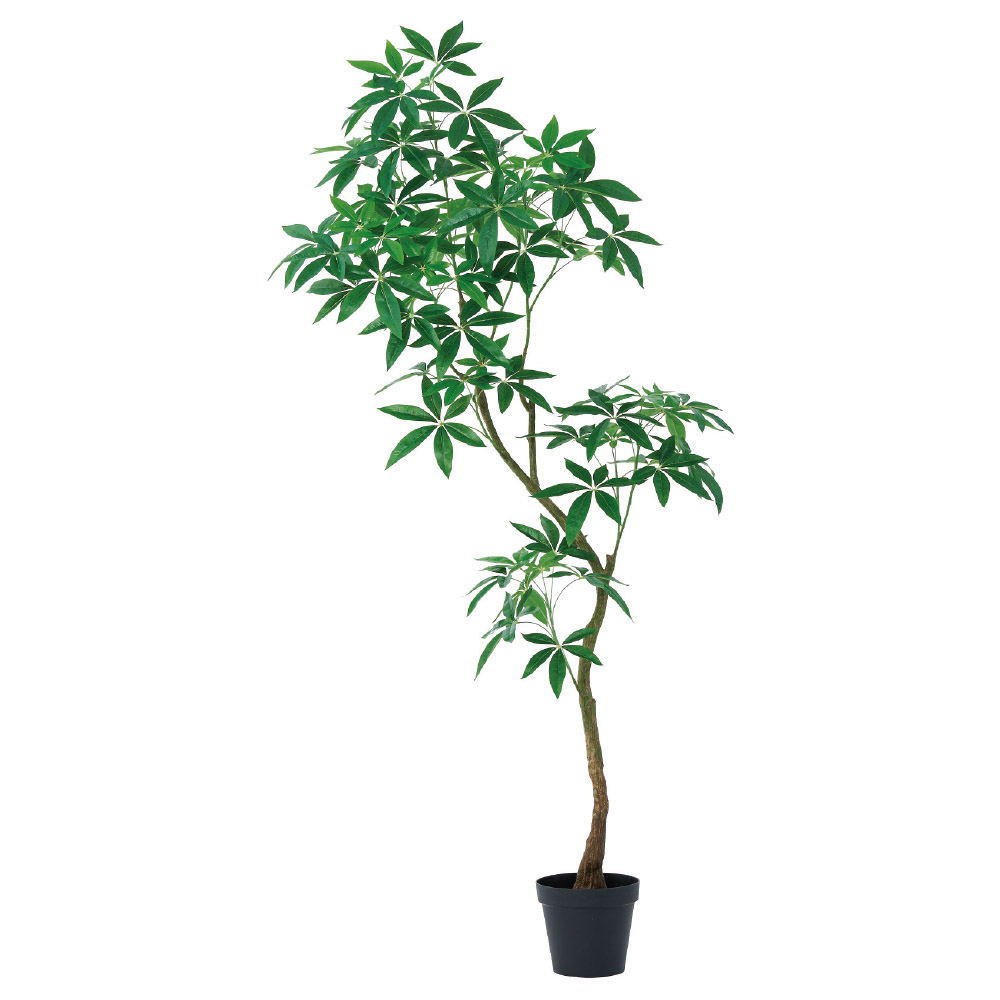 パキラ（ポット付）