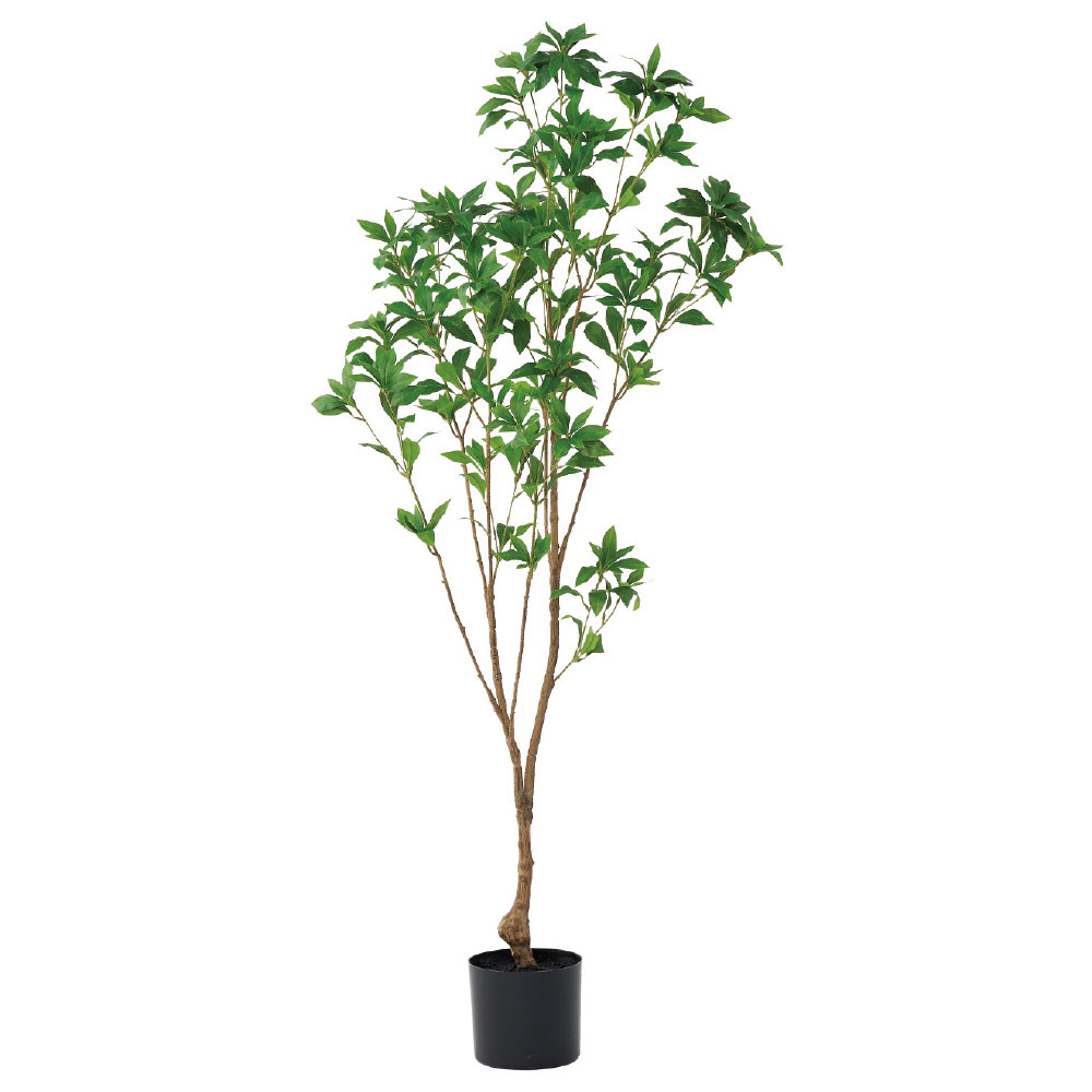 超逸品。山採りアセビ1.4M(鉢底から)品番C アセビ（ポット付）｜商品案内｜株式会社アスカ商会