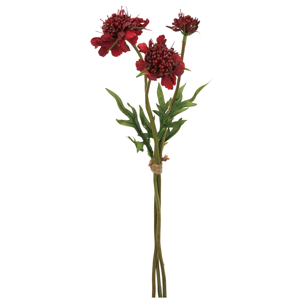 スカビオサバンチ