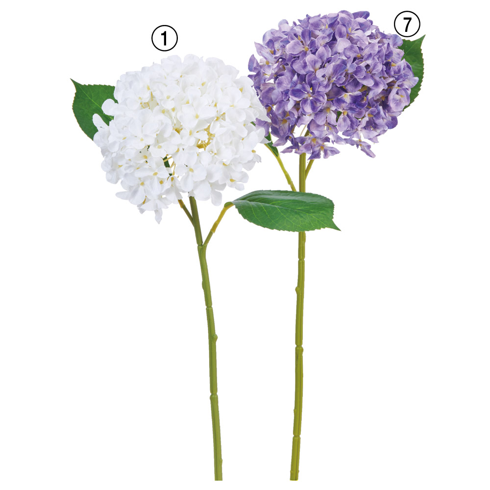 ハイドランジア