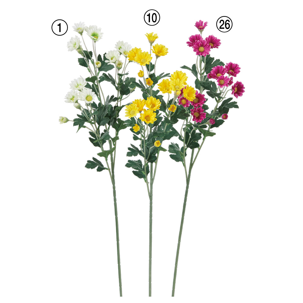 小菊×18