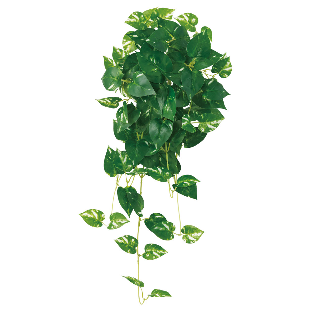 ポトスハンギングブッシュ｜商品案内｜株式会社アスカ商会