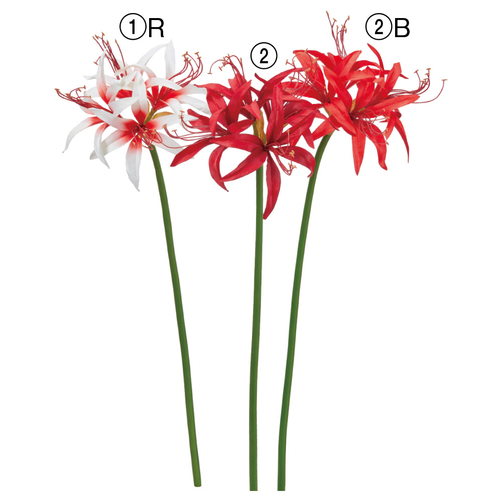 アマリリス×4