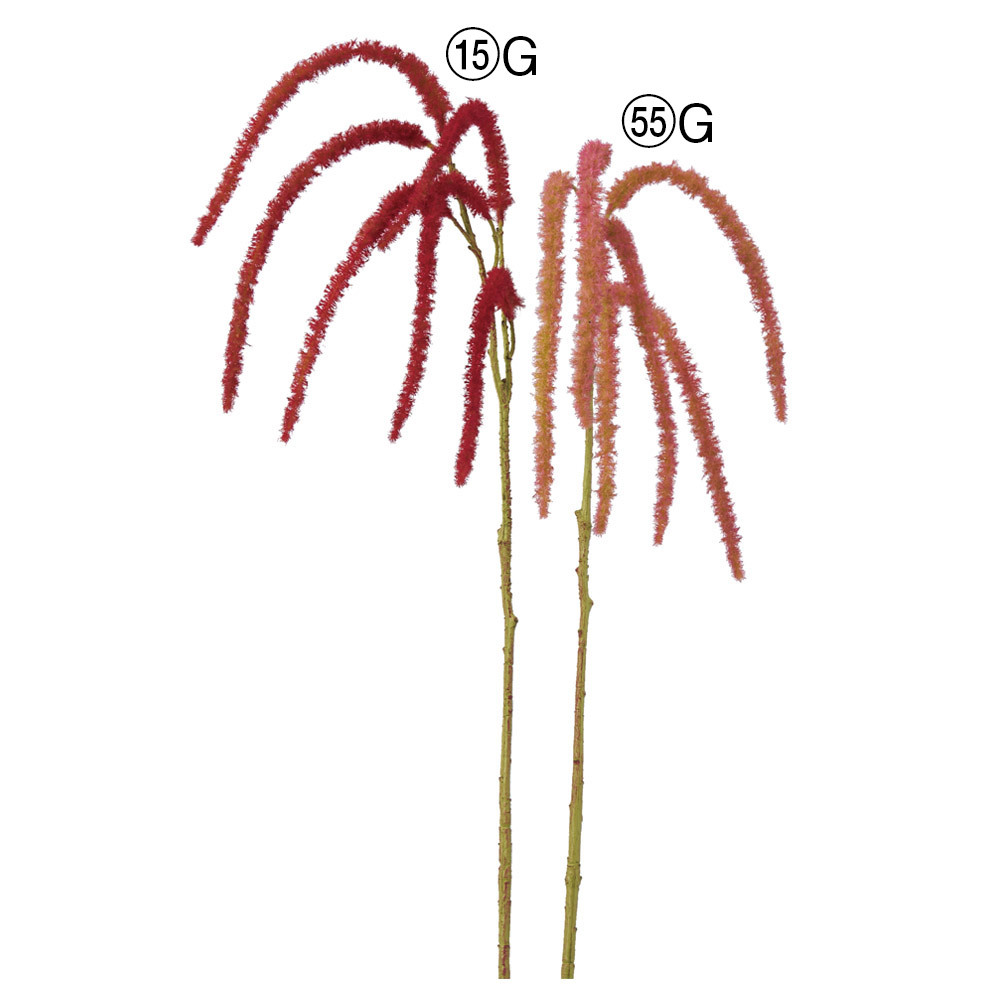 アマランサス×6