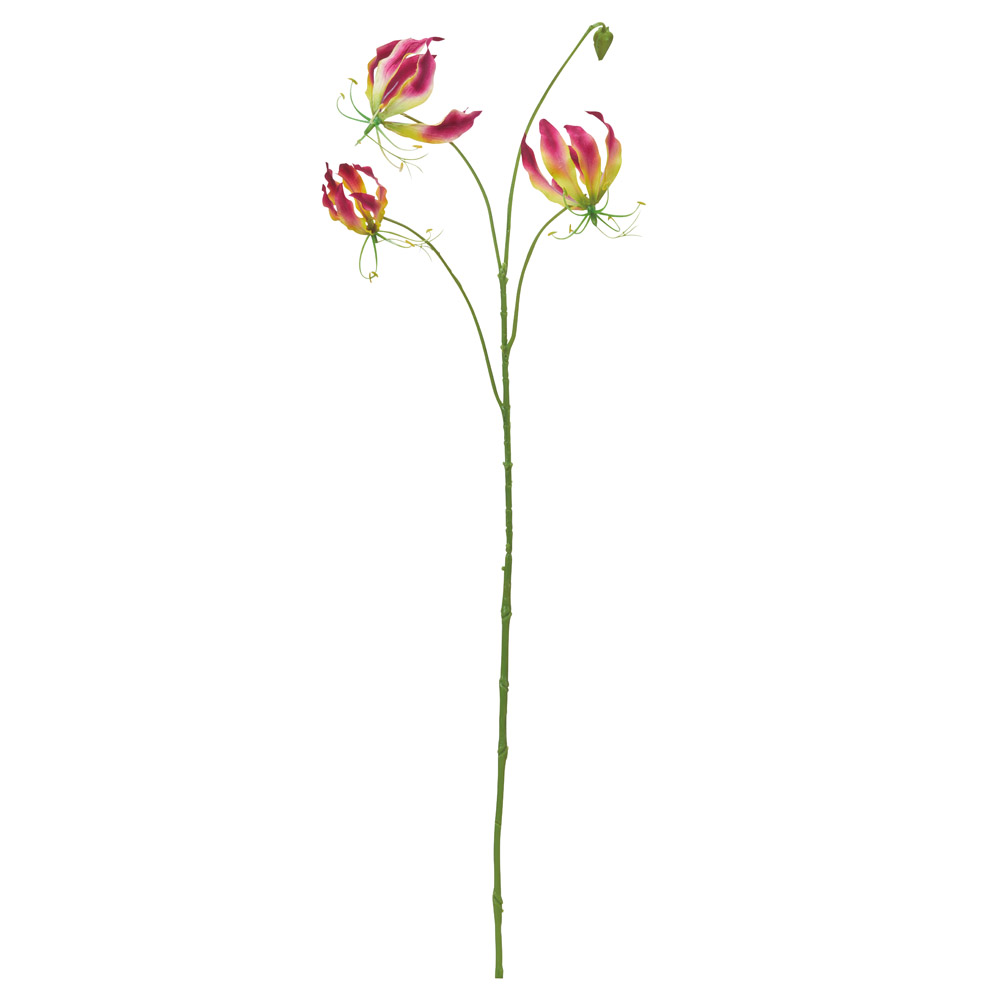 グロリオサ×3つぼみ×1