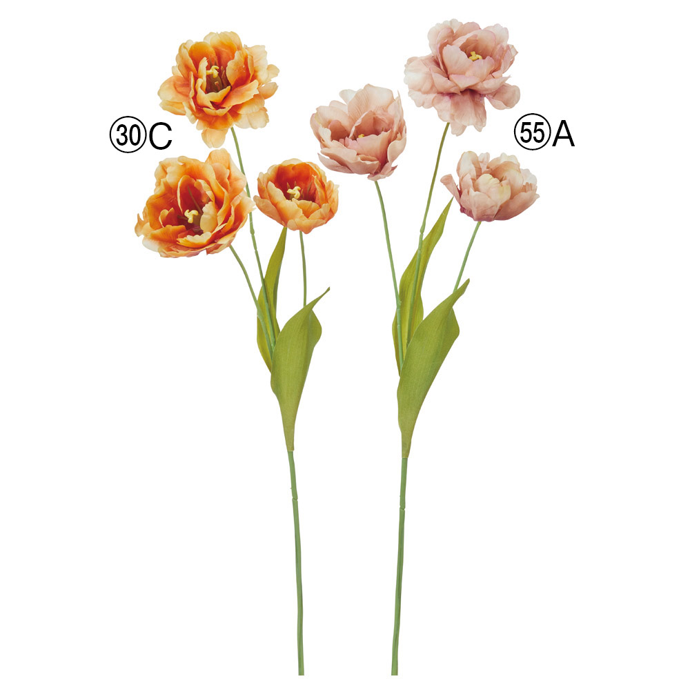 チューリップ×3