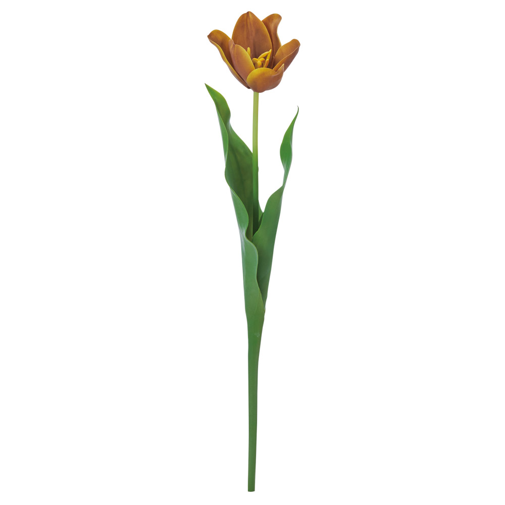 セミオープンチューリップ