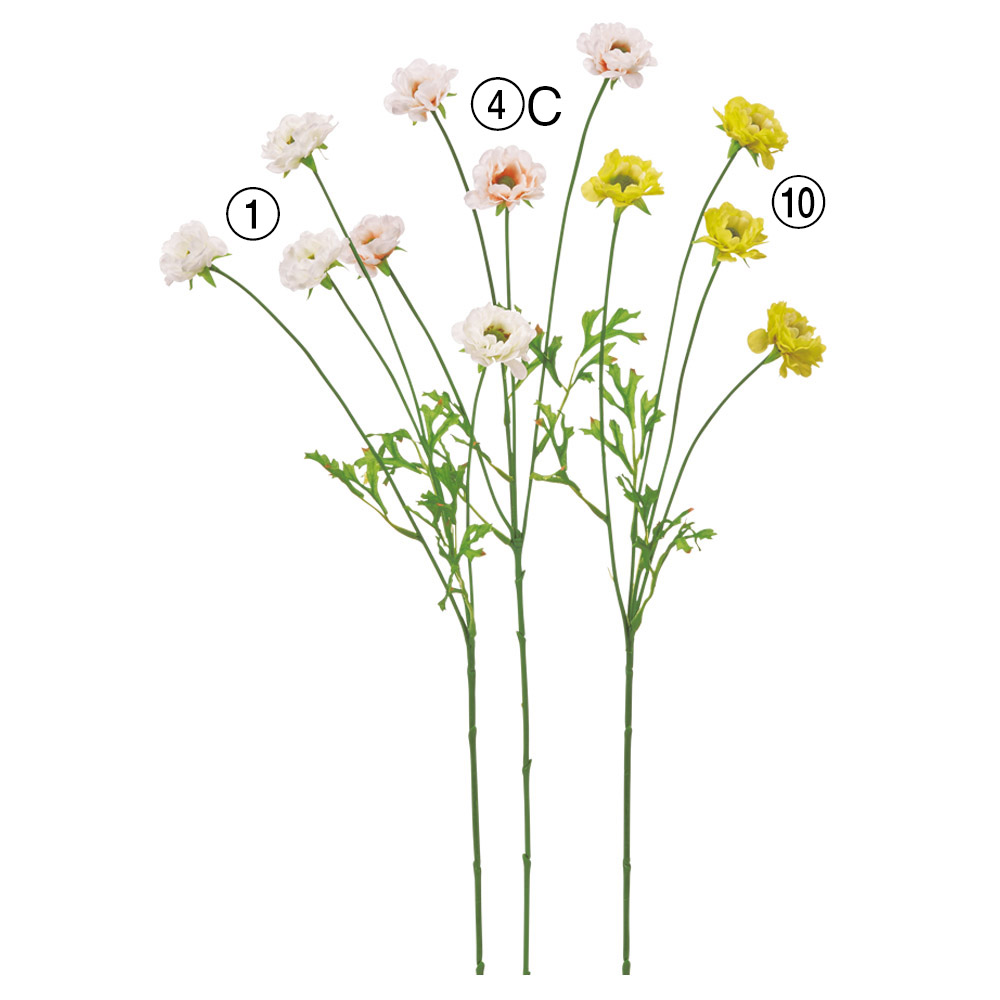 ラナンキュラス×4