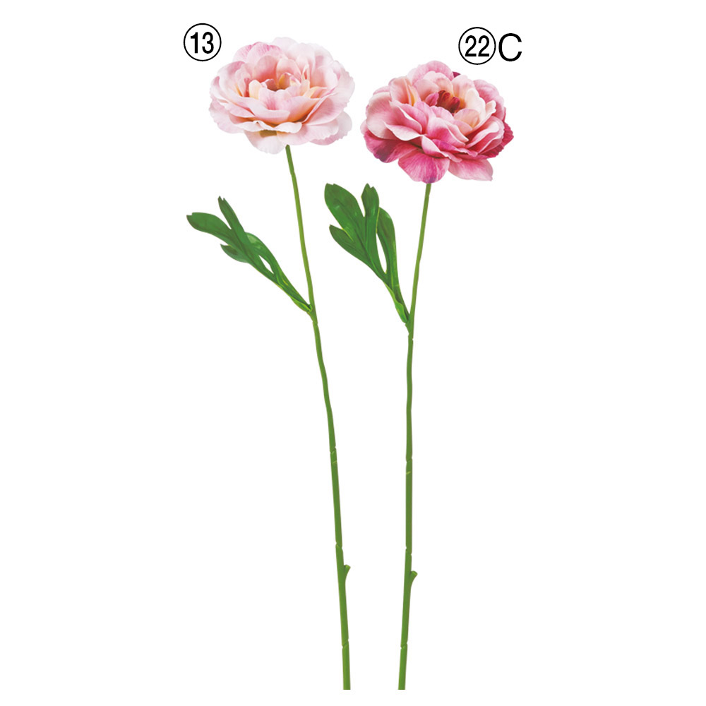 ラナンキュラス