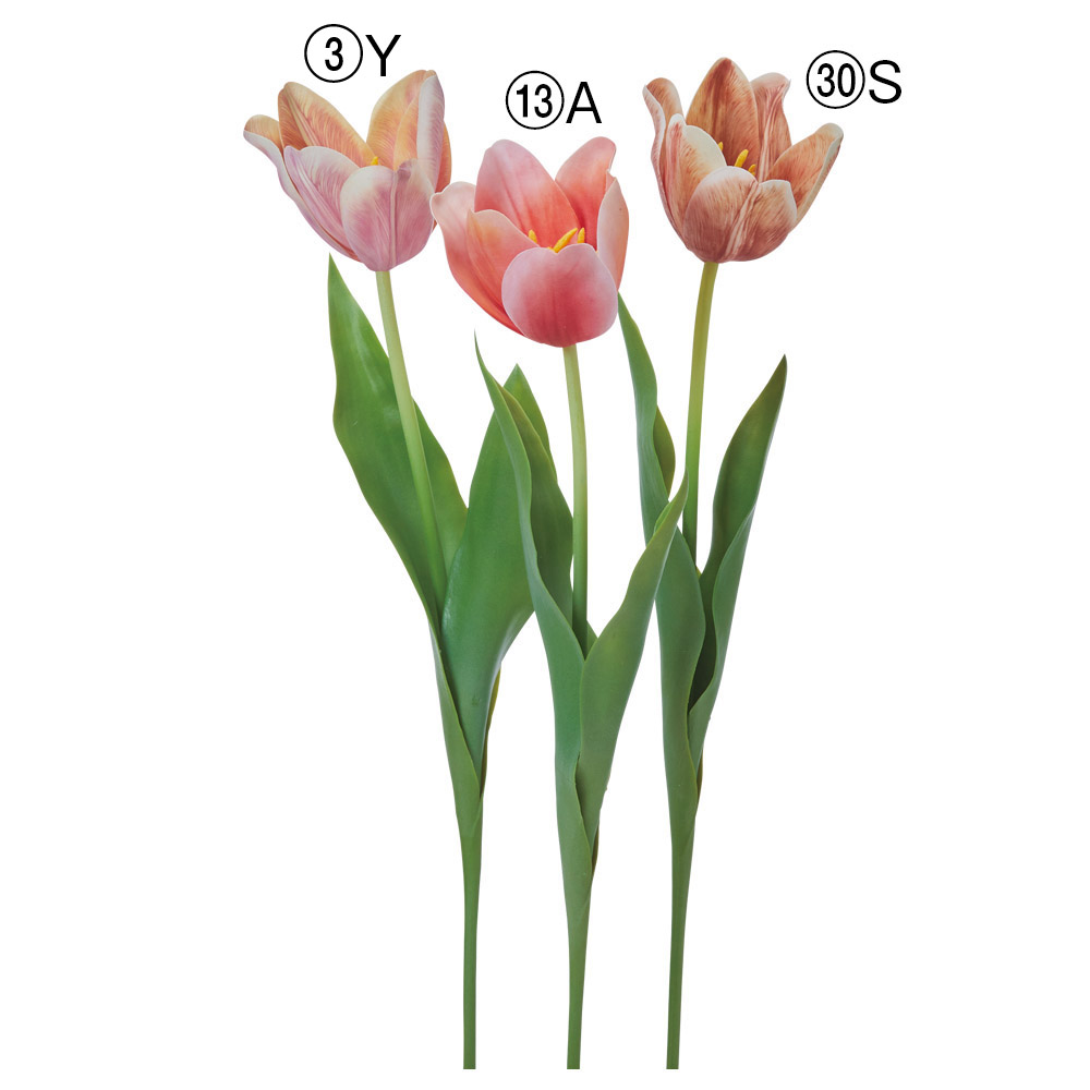 セミオープンチューリップ