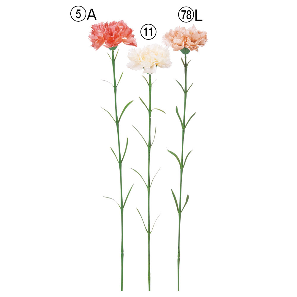 カーネーション