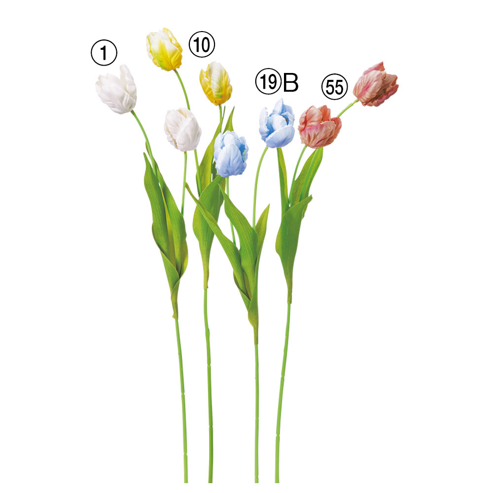 チューリップ×2