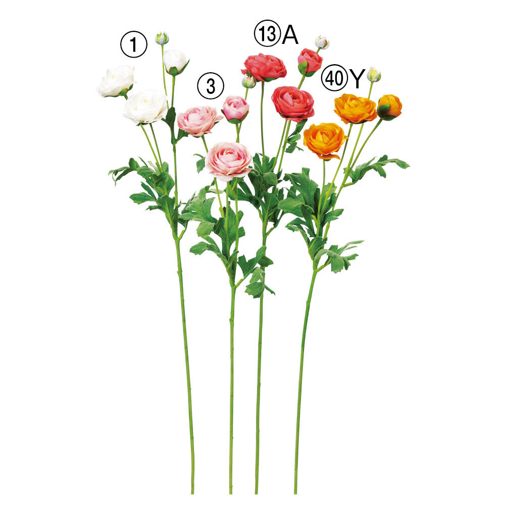 ラナンキュラス×3つぼみ×1