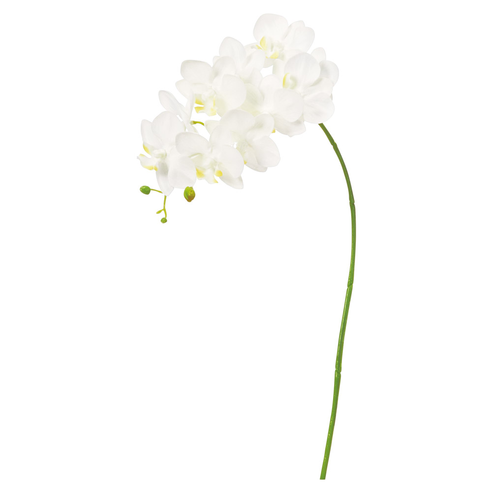 コチョウラン×10つぼみ×4