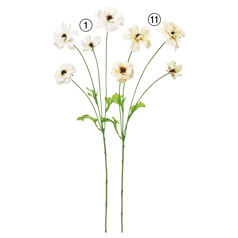 ラナンキュラス×4