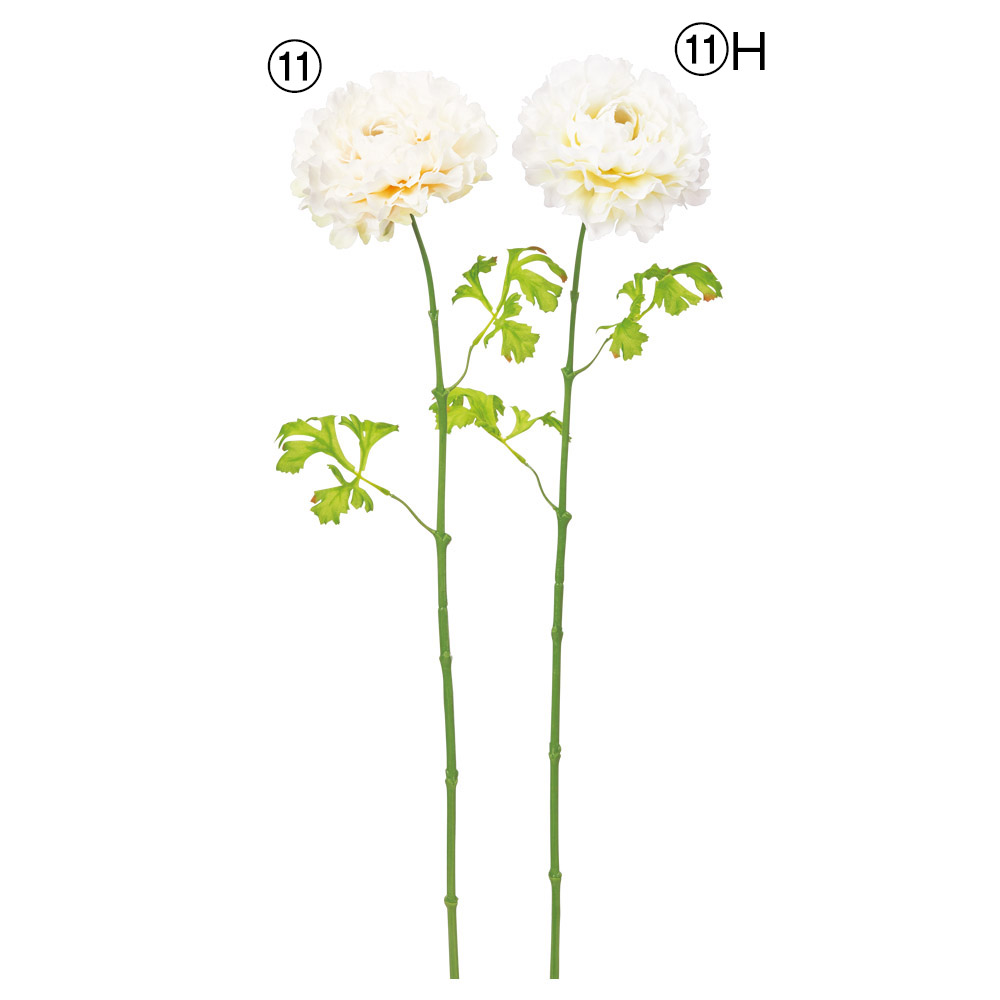 ラナンキュラス