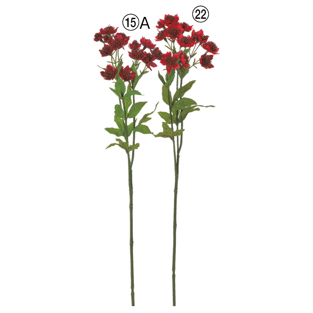 アストランティア×14