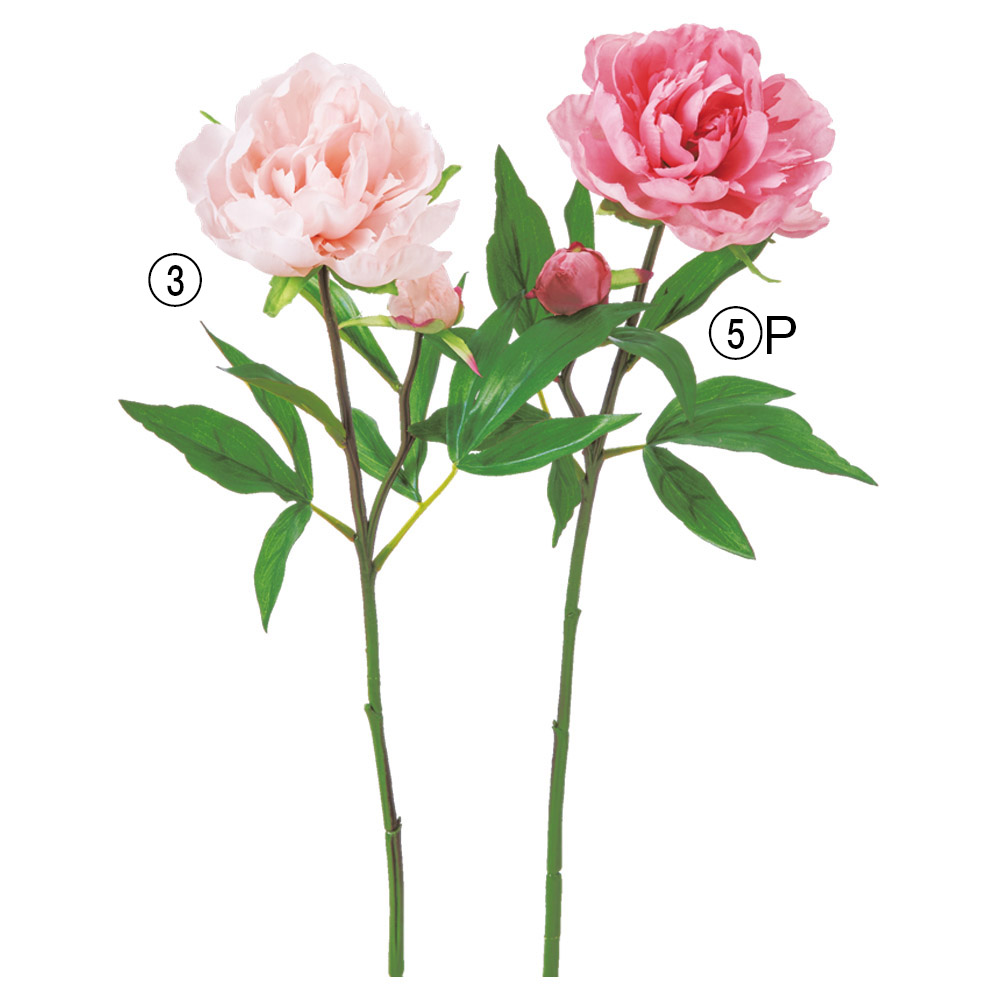 ピオニー×1つぼみ×1