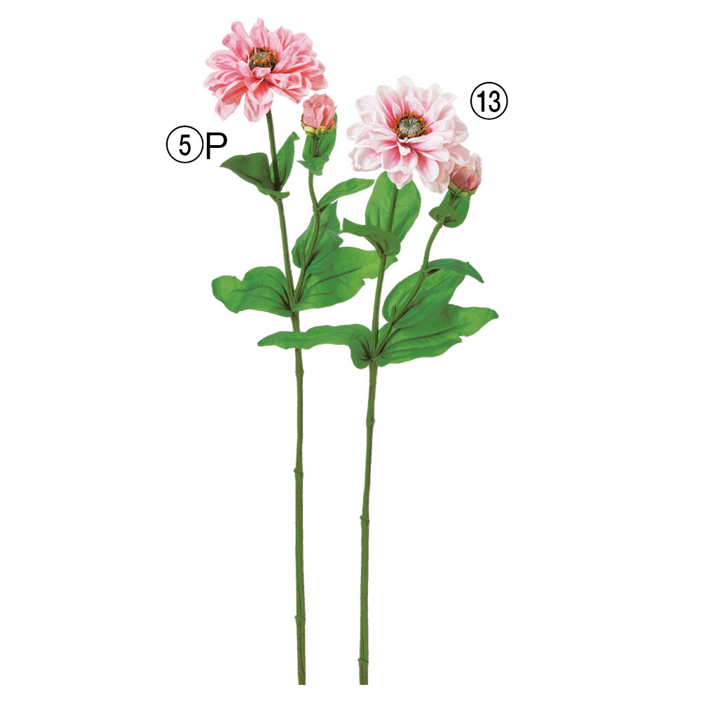 ジニア×1つぼみ×1