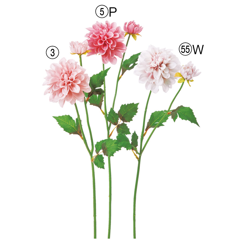 ダリア×1つぼみ×1