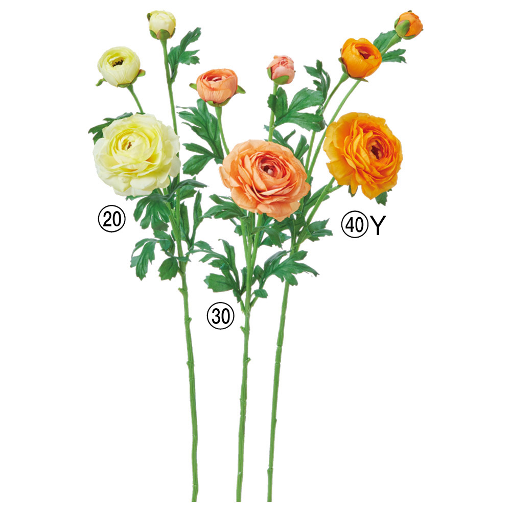 ラナンキュラス×2つぼみ×1