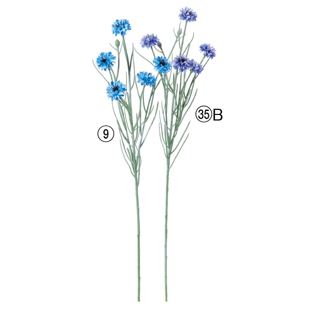 コーンフラワー×5つぼみ×2