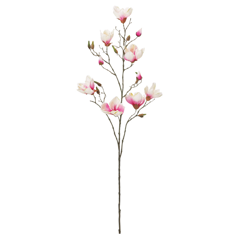 マグノリア×7つぼみ×12