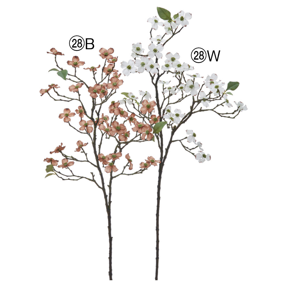 ドッグウッド×42