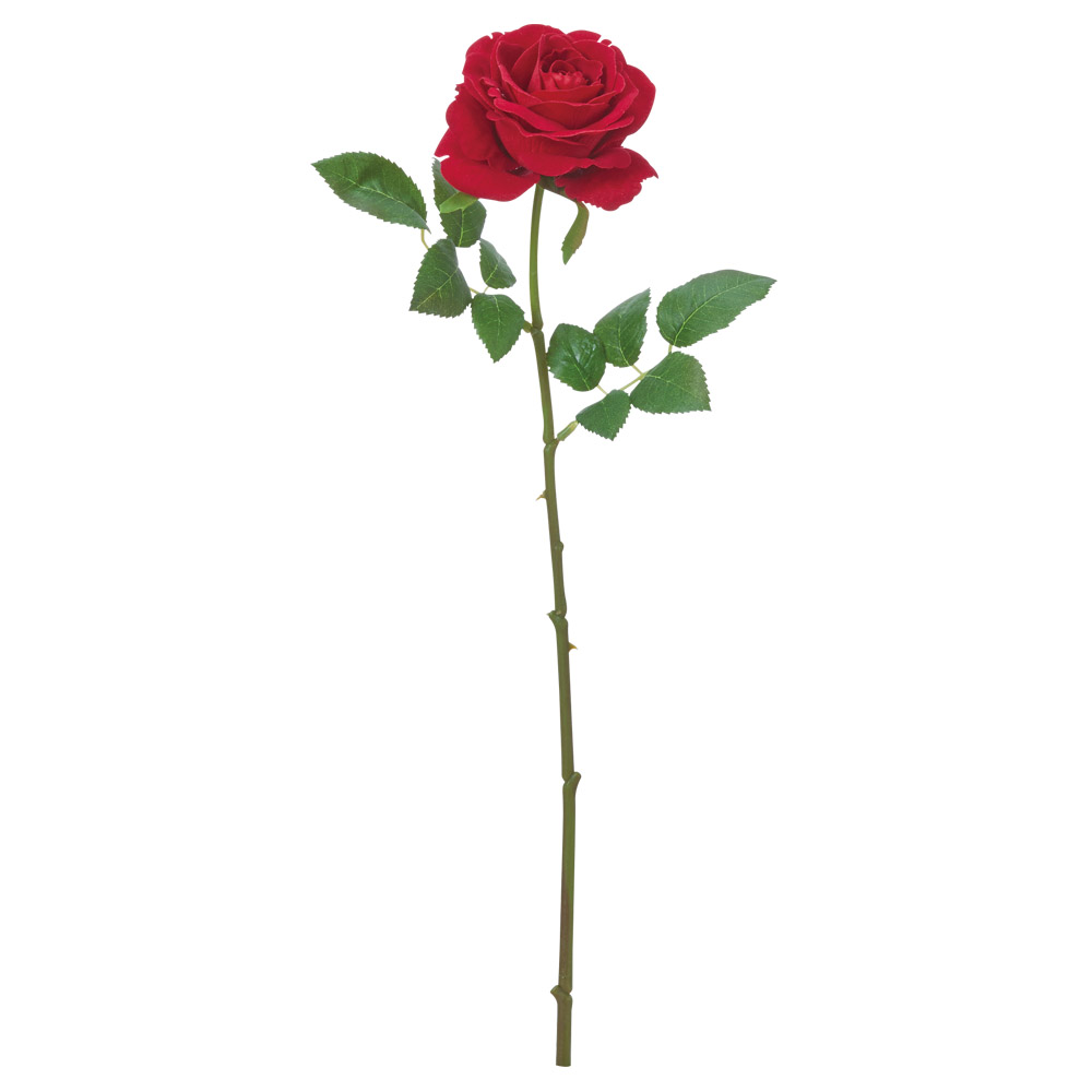 ベルベットローズ