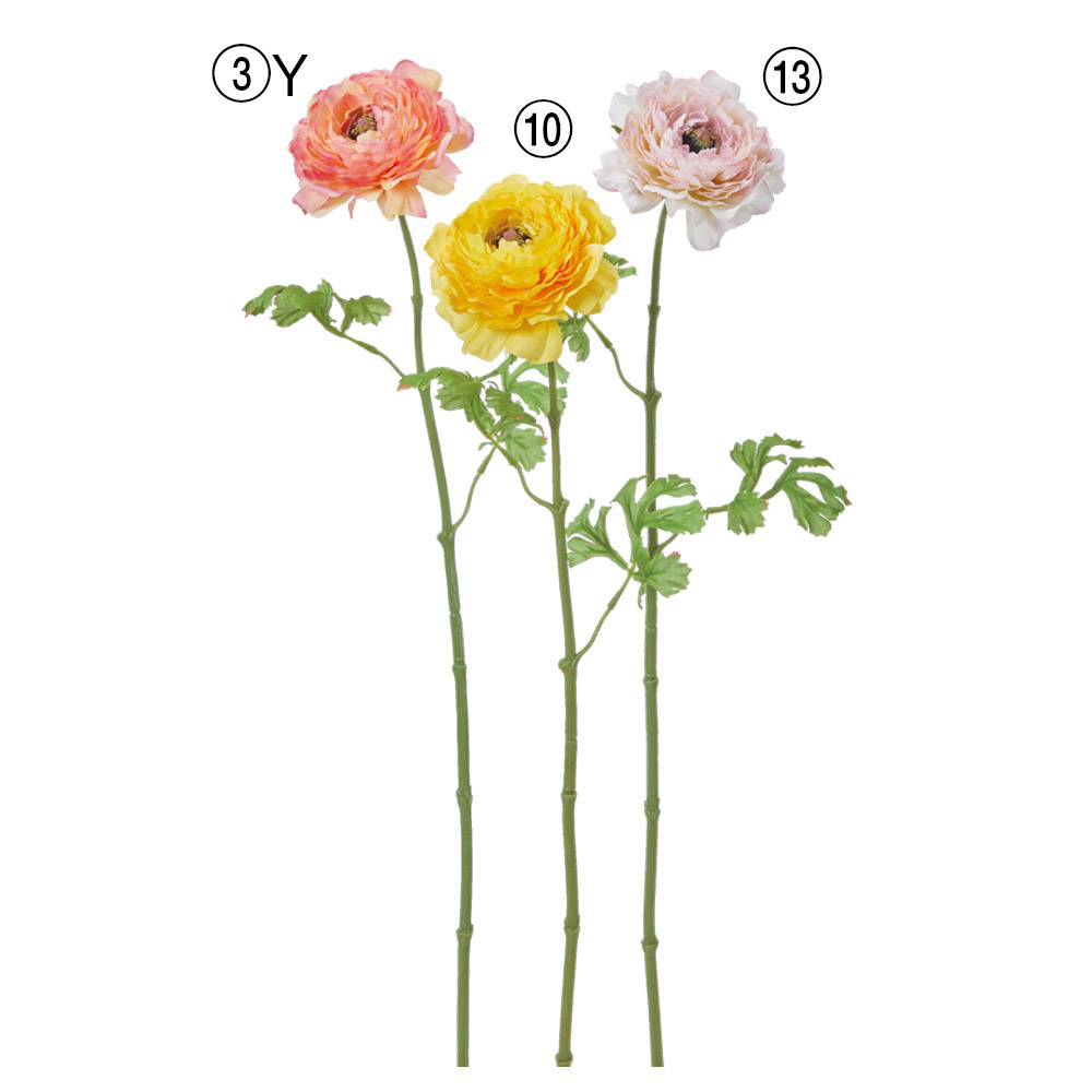 ラナンキュラス