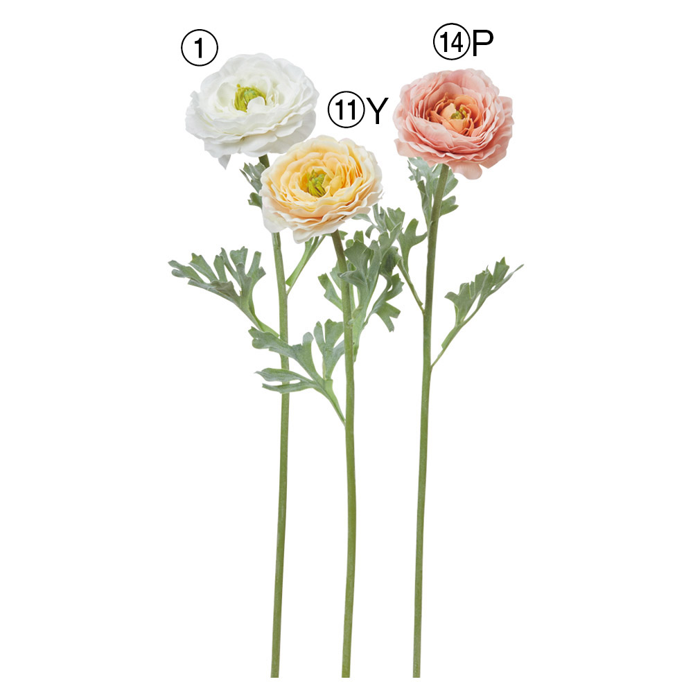 ラナンキュラス