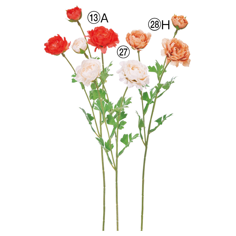 ラナンキュラス×3